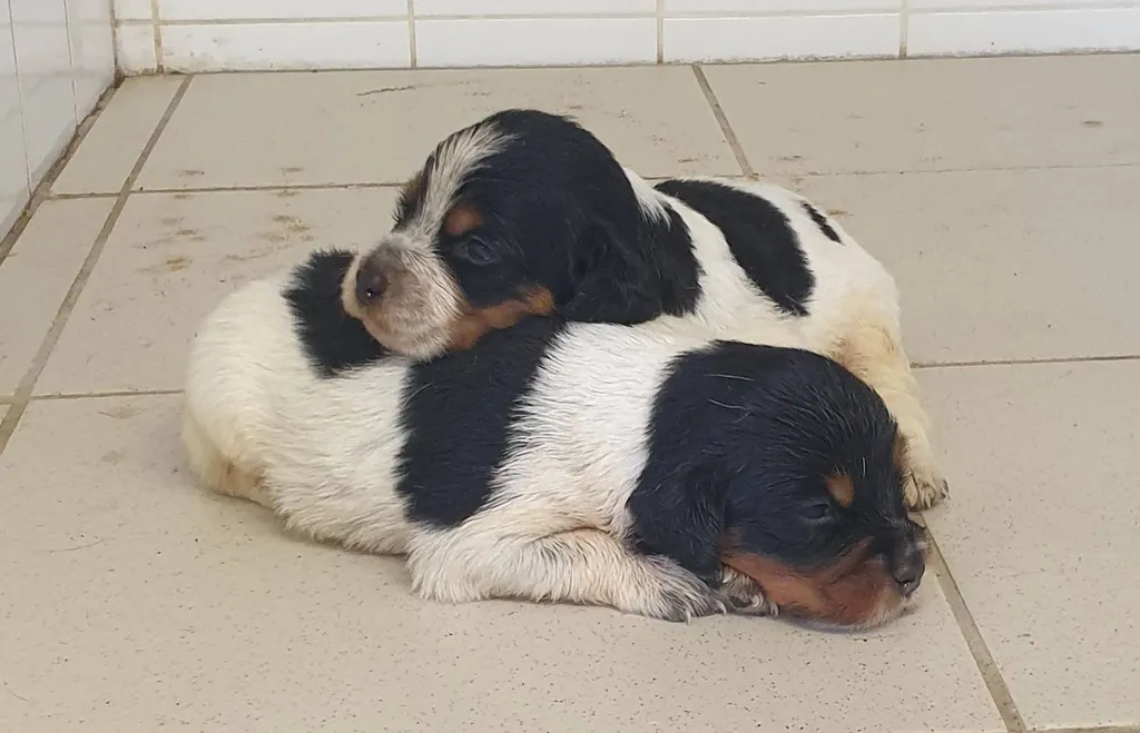CHIOT EPAGNEUL BRETON TRICOLORE