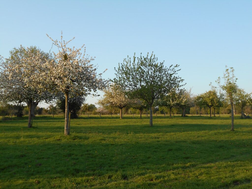 ACHETER UN CORPS DE FERME DANS LE CALVADOS, HERBAGE CHEVAUX