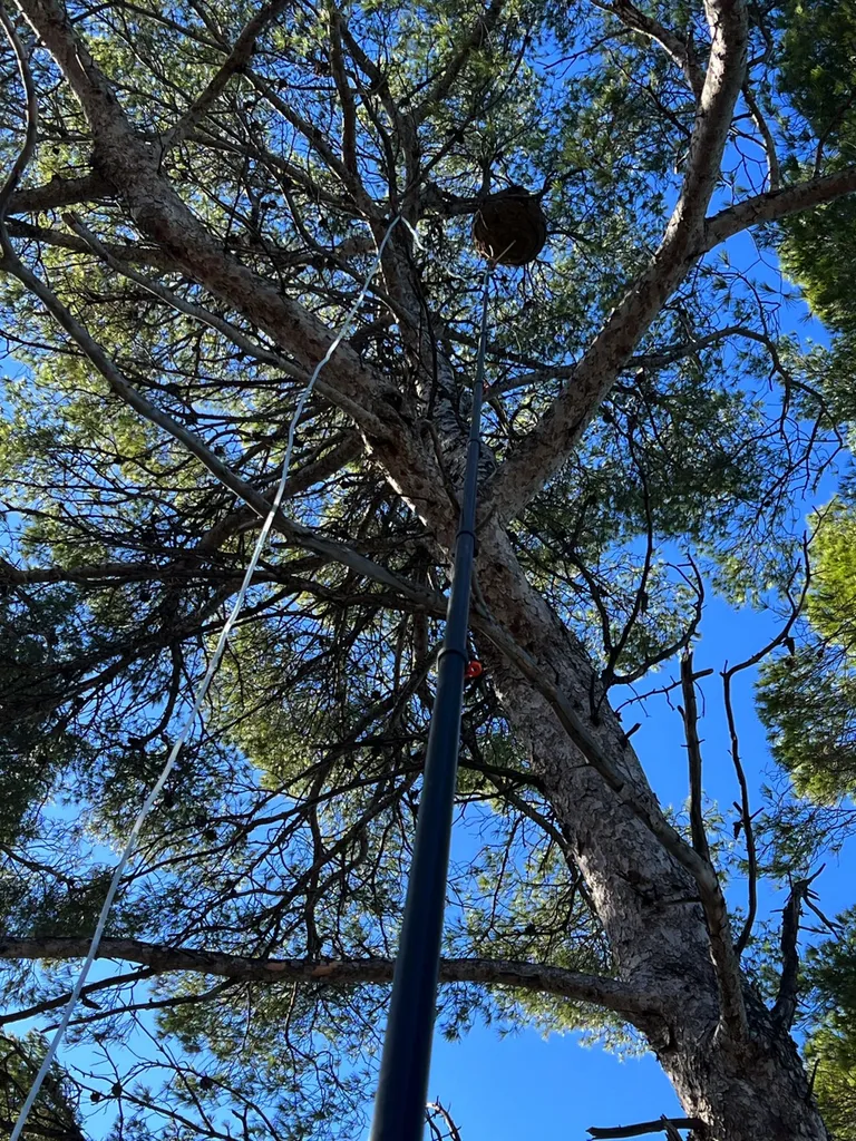 Intervention nid de frelons asiatiques en haut d’un arbre à plus de 15 m de hauteur sur la commune de La Ciotat dans les Bouches-du-Rhône 13