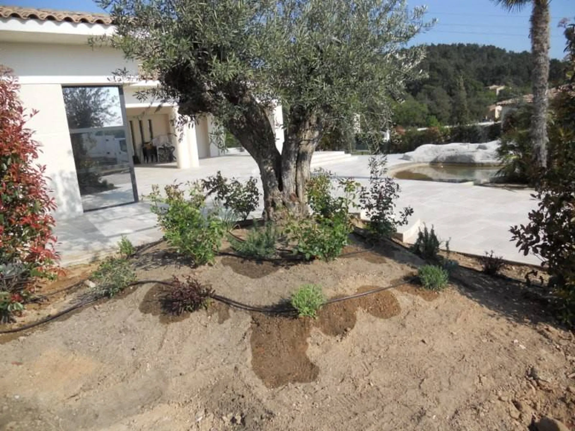 Création d'un massif au pied d'un Olivier par Rouvier Romain.