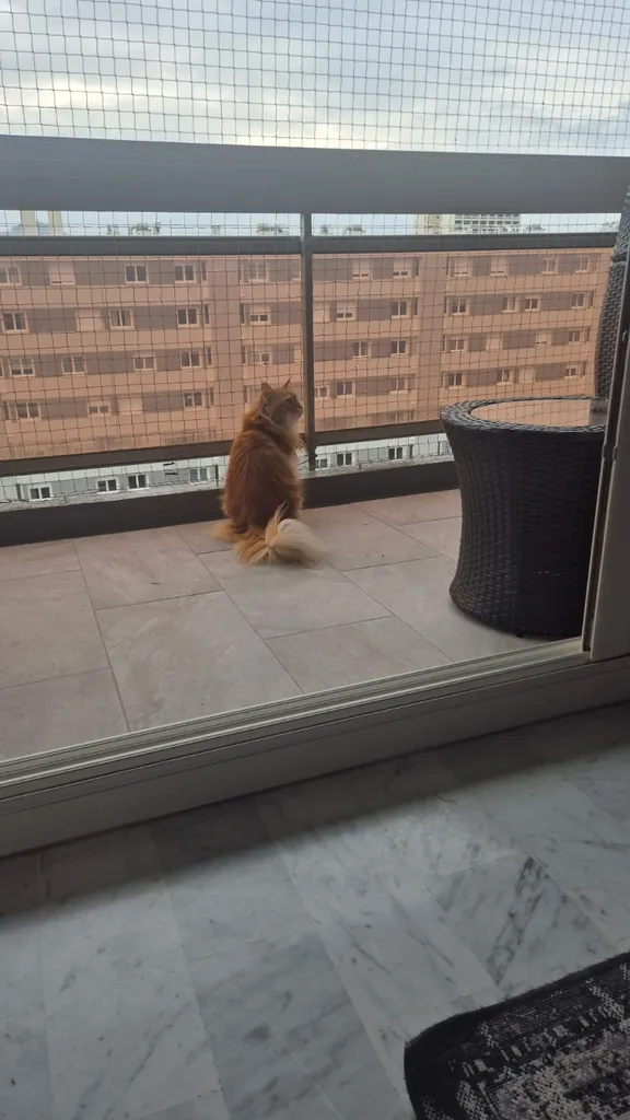 filet anti chute pour chat carry le rouet