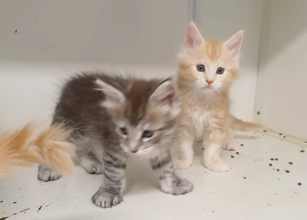 CHATONS MAÏNE COON LOOF AVIGNON