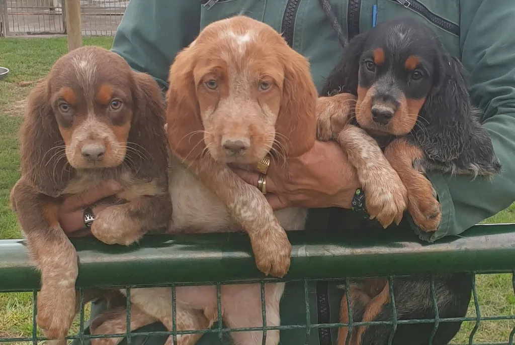 CHIOTS EPAGNEUL BRETON AVIGNON 
