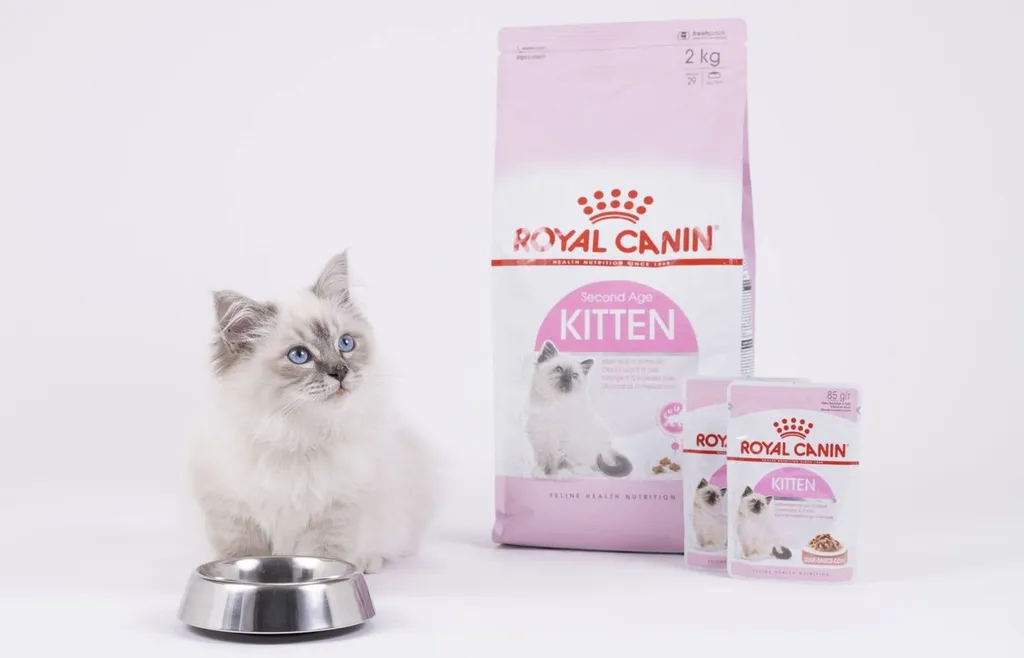 Vente de chatons issus de Roméo du palais des papes mannequin photo pour Royal Canino
