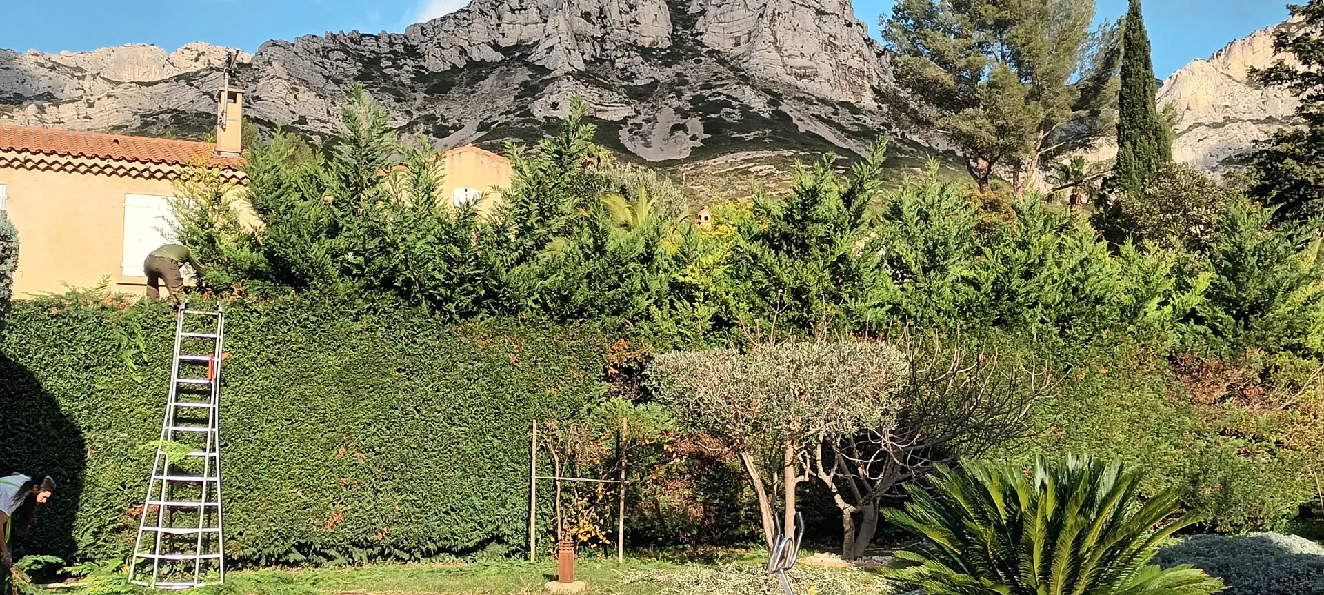 Taille d'un jardin à vaufreges 9ème à Marseille. 