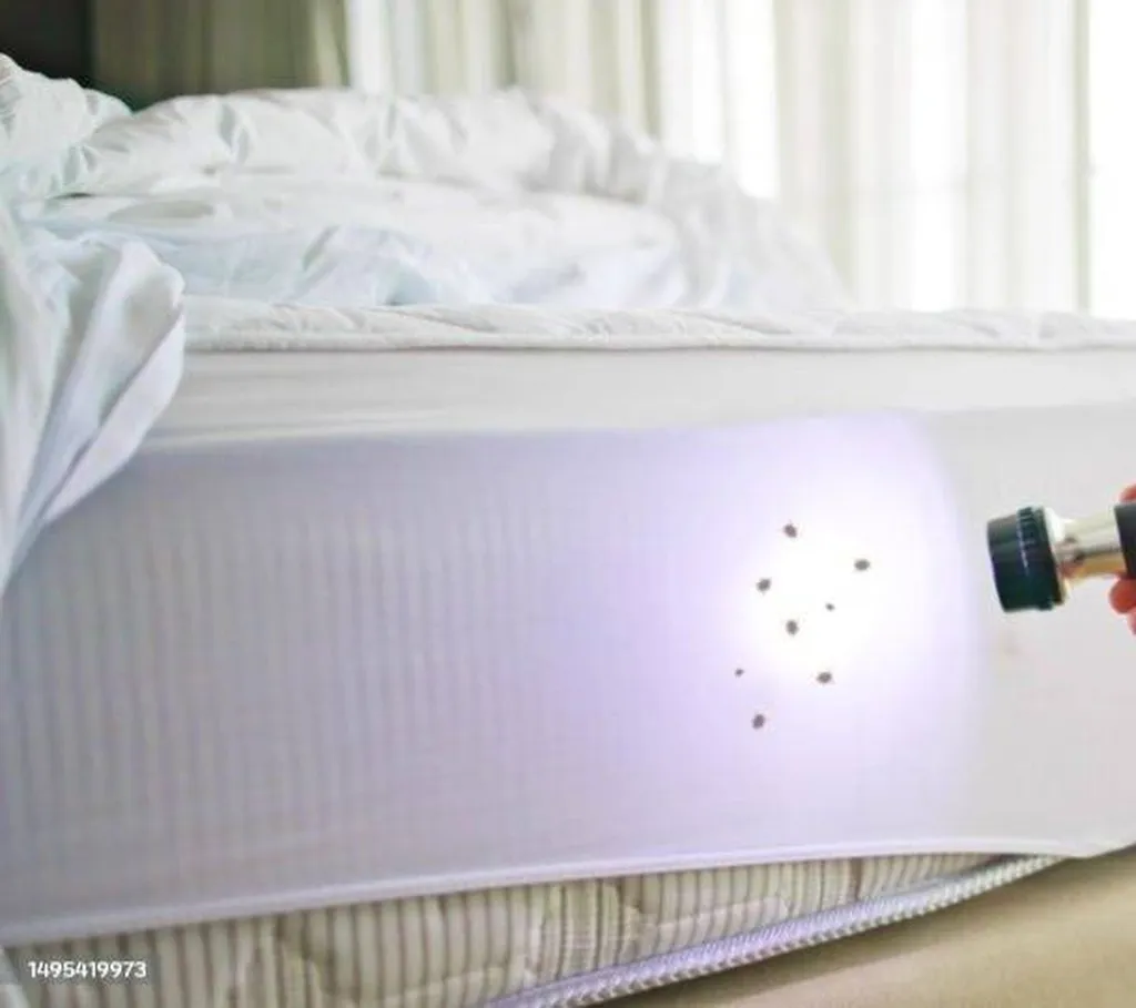 En finir avec les punaises de lit : Faites confiance à Starsnett Services