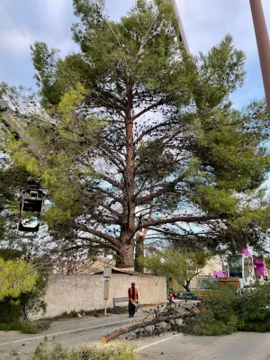 Couper un arbre qui menace la toiture d'une maison à Avignon