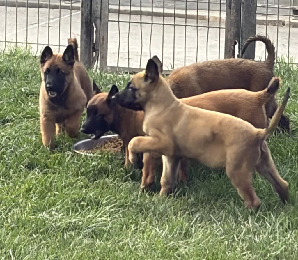 Chiot Femelle Berger Belge Malinois LOF