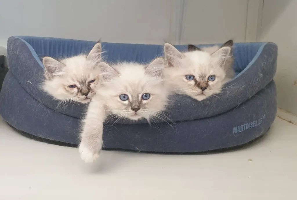 Acheter des chatons SACRE DE BIRMANIE de l'élevage du Palais des Papes à Avignon