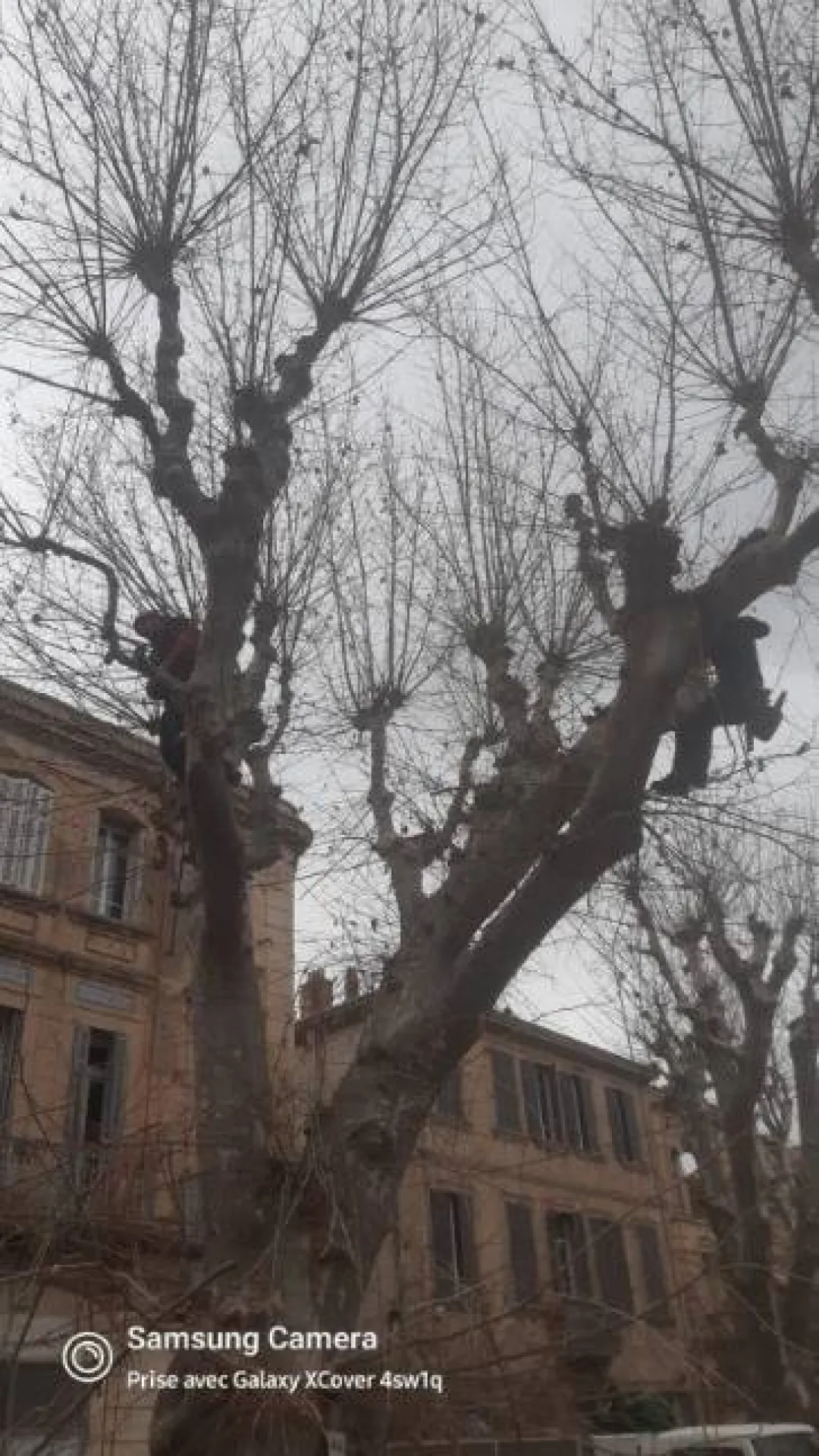 Chantier d elagage de 2 gros platanes a Salon de Provence