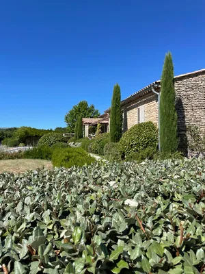 Taille de cyprès à Roussillon
