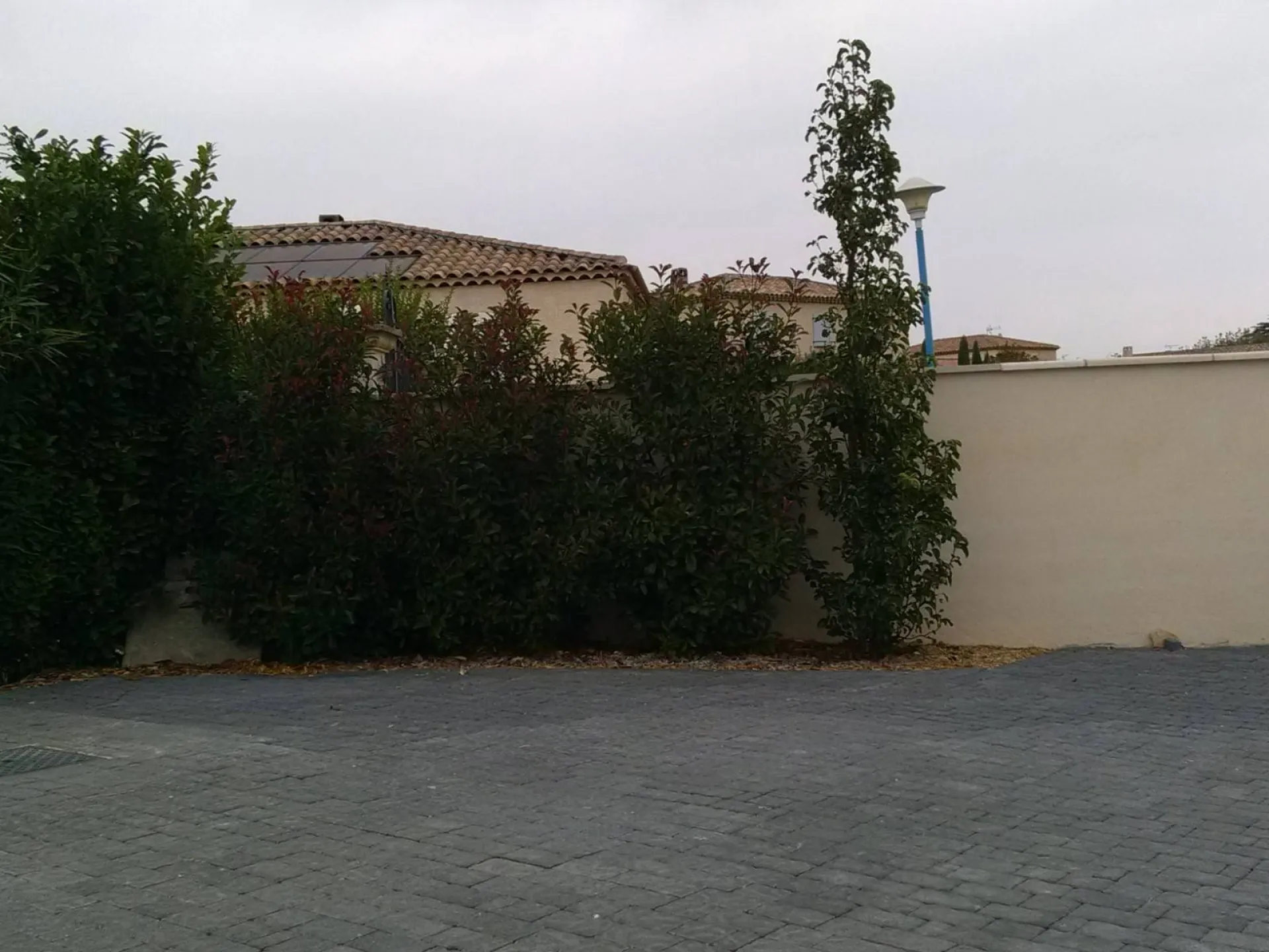 plantation haie persistante saint chamas 13250