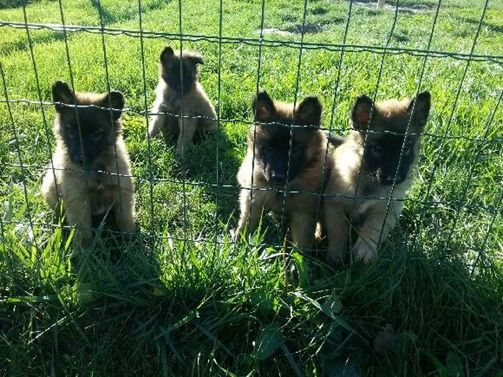 VENTE DE CHIOTS B.B.T. DU PALAIS DES PAPES POUR FAMILLE