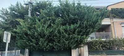 Taille haie de cyprès dans le 12ème à Marseille. 