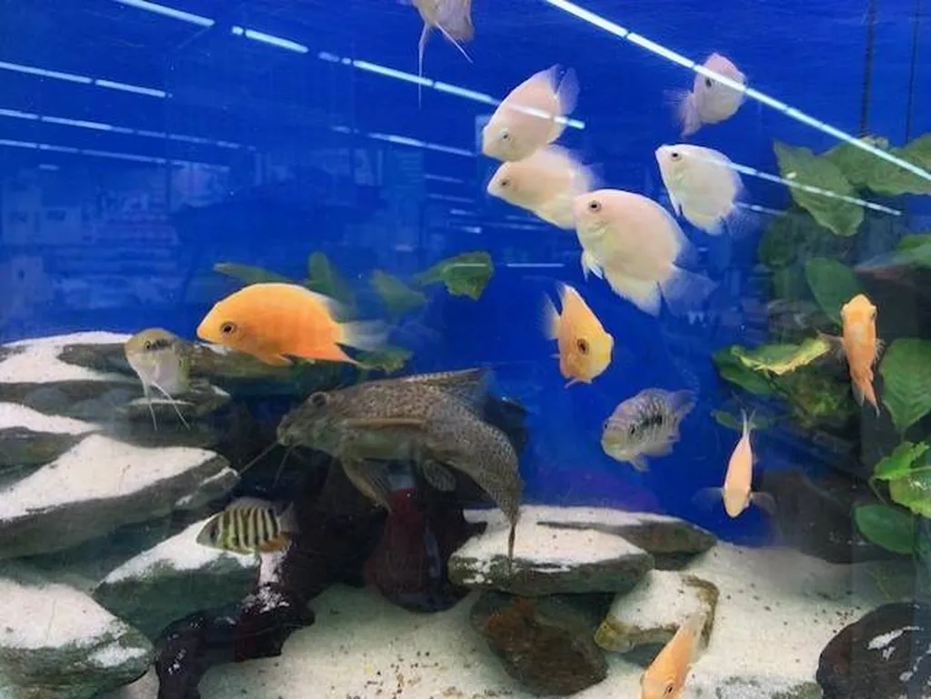 Acheter des poissons d'eau douce à proximité de Saint-Romain-de-Colbosc 76