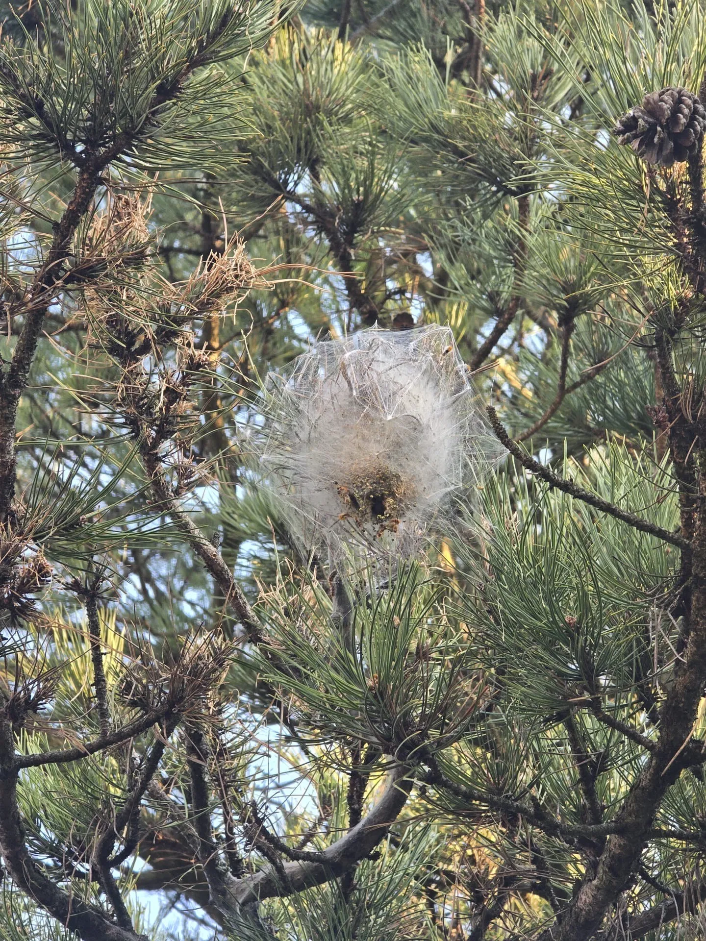 Lutte contre les chenilles processionnaires à Bron 69500