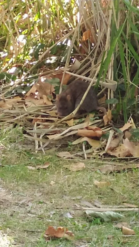 Intervention dératisation dans un parc de jeux pour enfant à Aix-en-Provence dans les Bouches-du-Rhône (13)