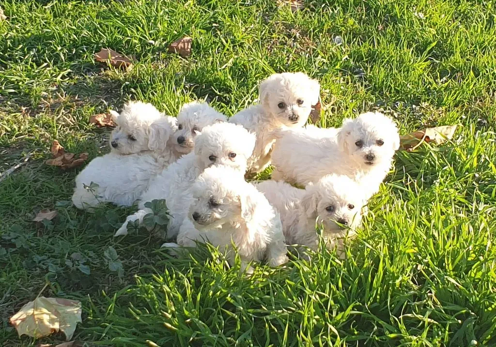 Le Chiot Bichon Frisé : un petit nuage de tendresse