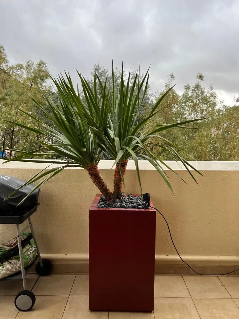 yucca dans une jardinière Toulon
