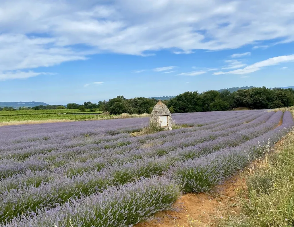 Lavenders in Provence