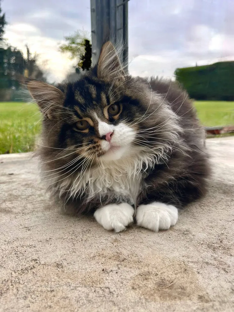 CHATON MAINE COON