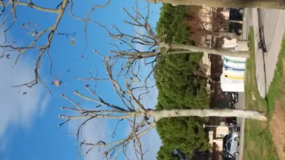 Taille d'entretien de platanes sur devis gratuit à salon de provence 13300 bdr