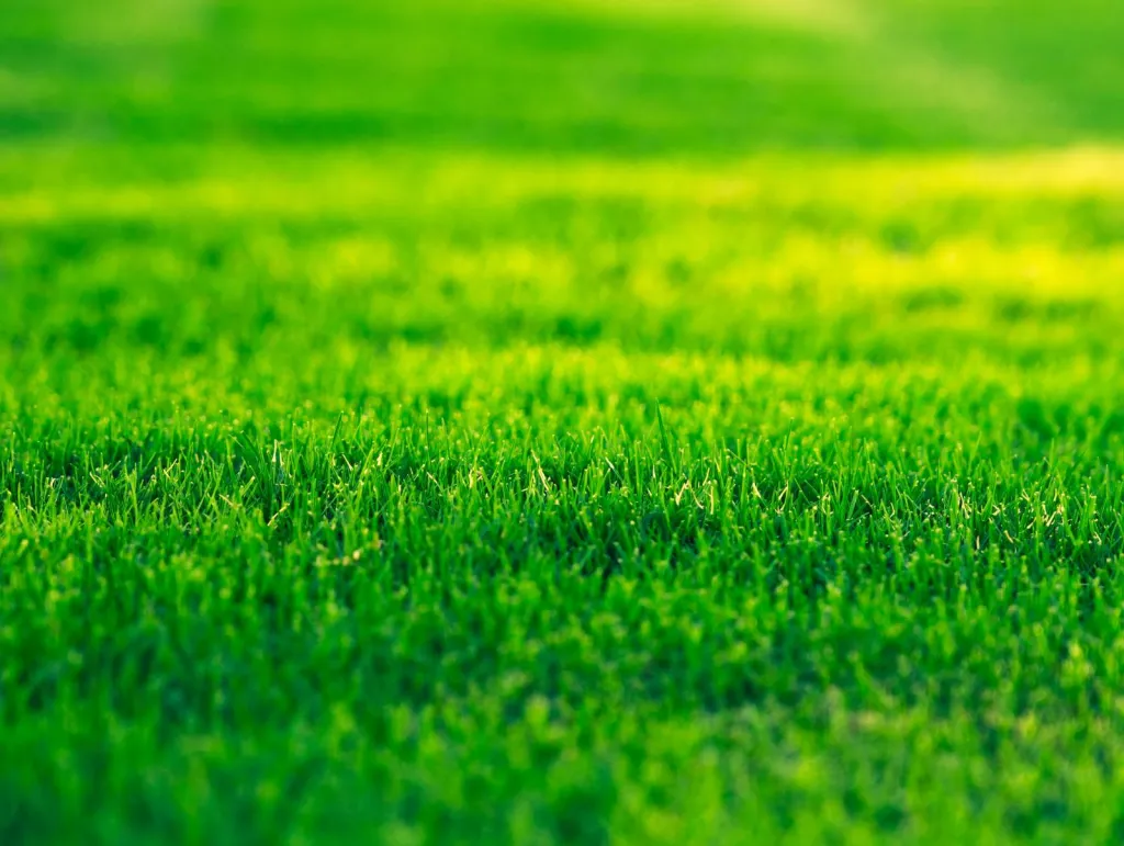 Poseur de pelouse synthétique vers Pernes les Fontaines