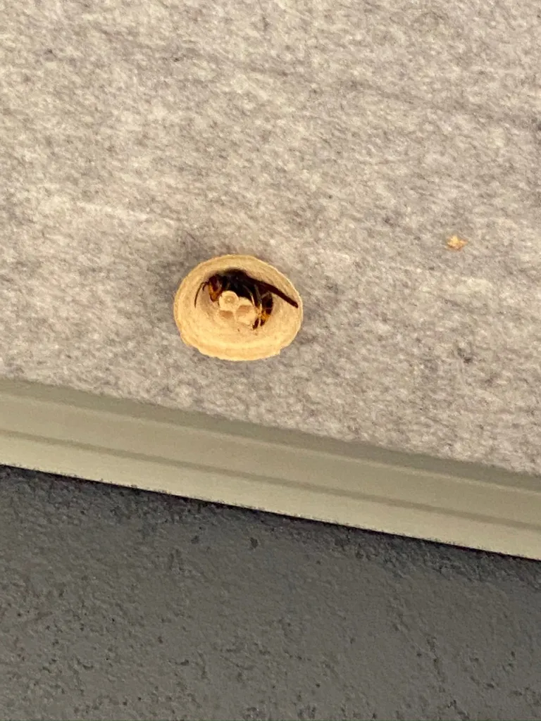 Traitement nid primaire de frelons asiatiques en région PACA