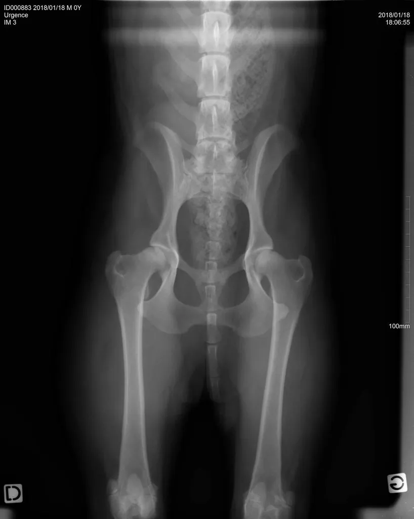 radiographie chien var