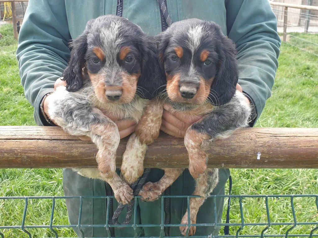 chiots EPAGNEUL BRETON de l'élevage du Palais des Papes