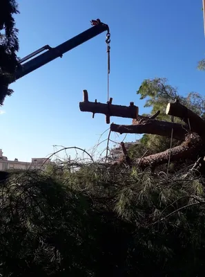 Abattage d'arbres avec rétention sur Nice pour sécurisation