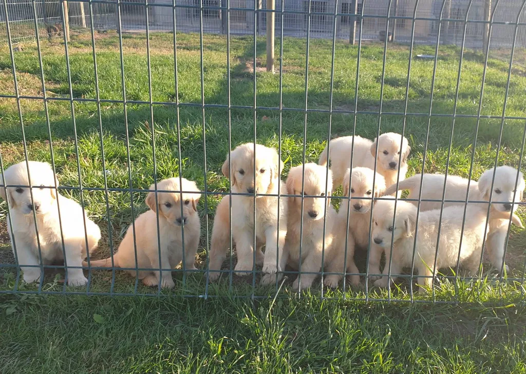 GOLDEN RETRIEVER LOF AVIGNON