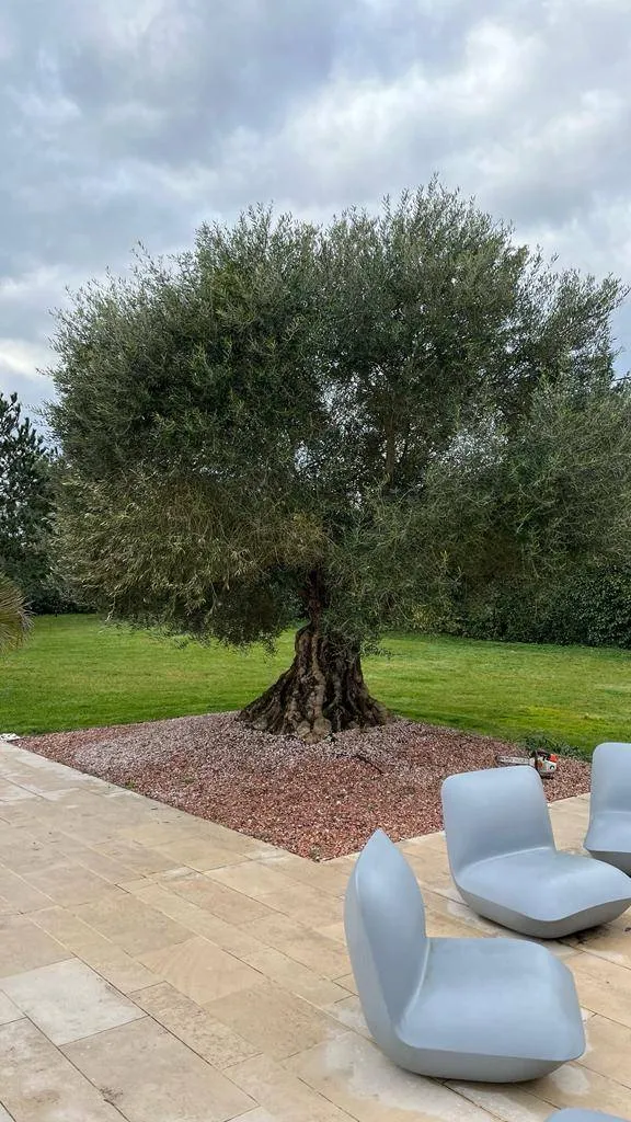 Taille d'un olivier