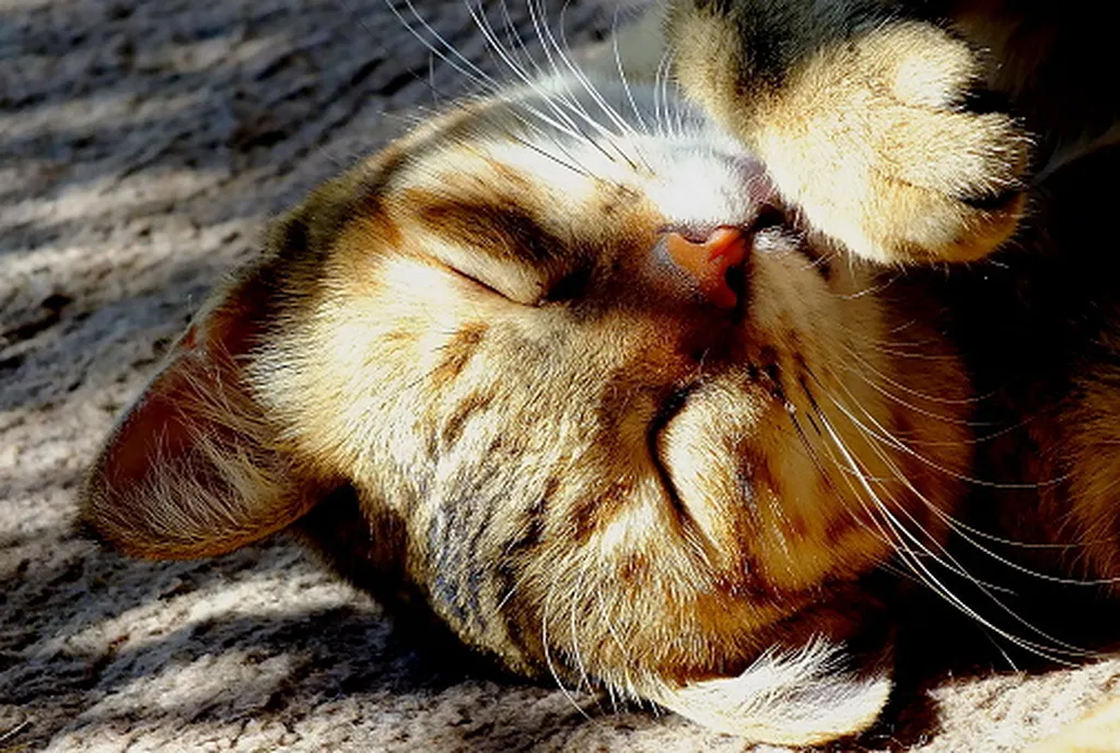 chat à la clinique vétérinaire d'endoume