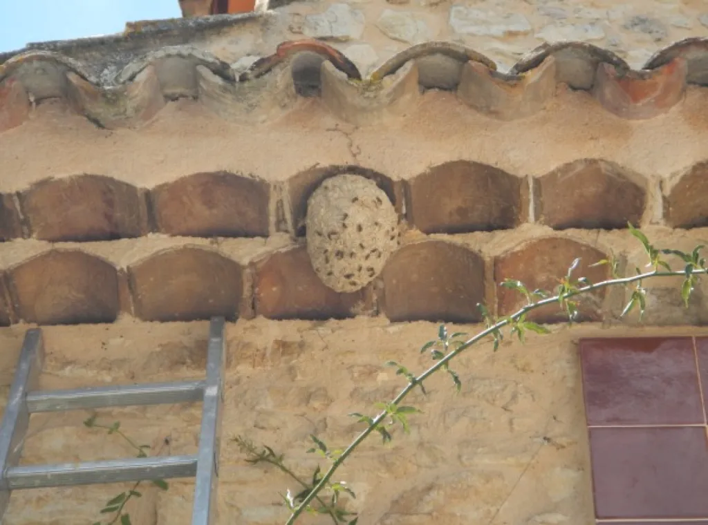 nid de frelon aubagne
