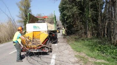 Élagage avec lamier à Avignon dans le Vaucluse
