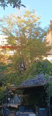 Élagage d'un acacia et d'un figuier à Marseille 13007