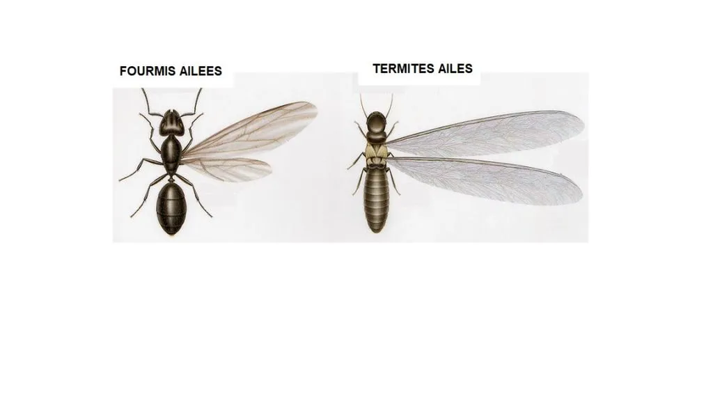 Termites ailés - Fourmis ailées