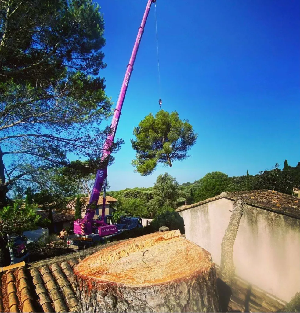 Abattage et démontage d’un pin à Vedène (84)