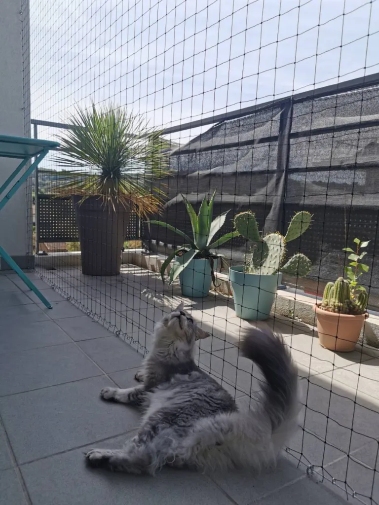 Filet chat aix en provence 13100