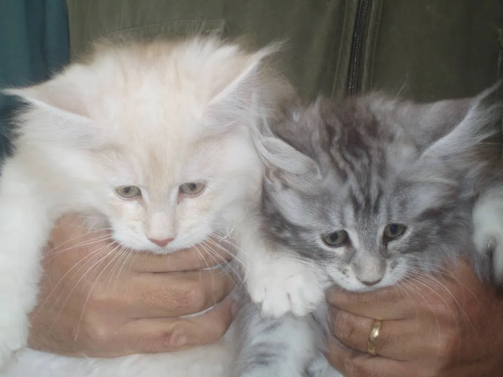 CHATONS MAÏNE COON ELEVAGE DU PALAIS DES PAPES