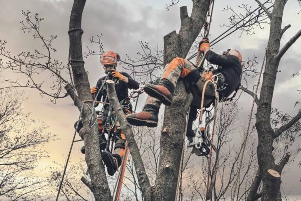 W&G Élagage et Abattage d'Arbres à Bordeaux : Faites Confiance à des élagueur Professionnels !