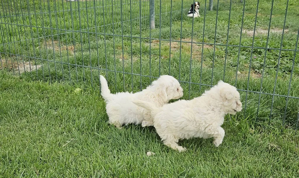 Acheter des chiens bichon frisés en élevage dans le 84