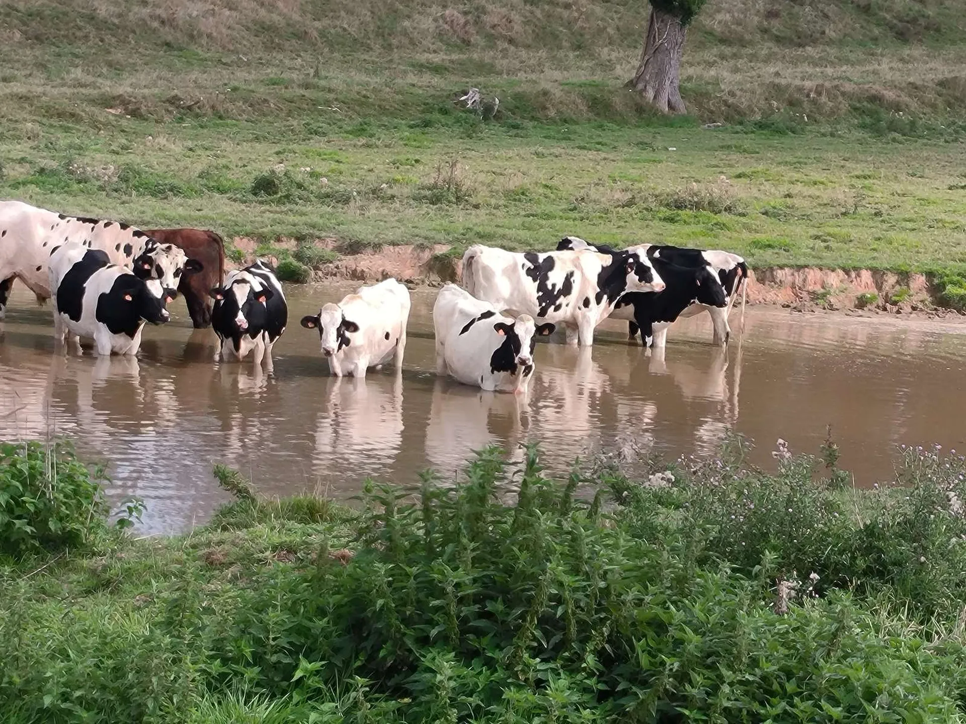 Agence immobilière spécialisée en biens agricoles en Normandie