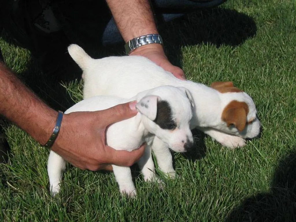 Chiots JACK RUSSELL TERRIER L.O.F. à Avignon