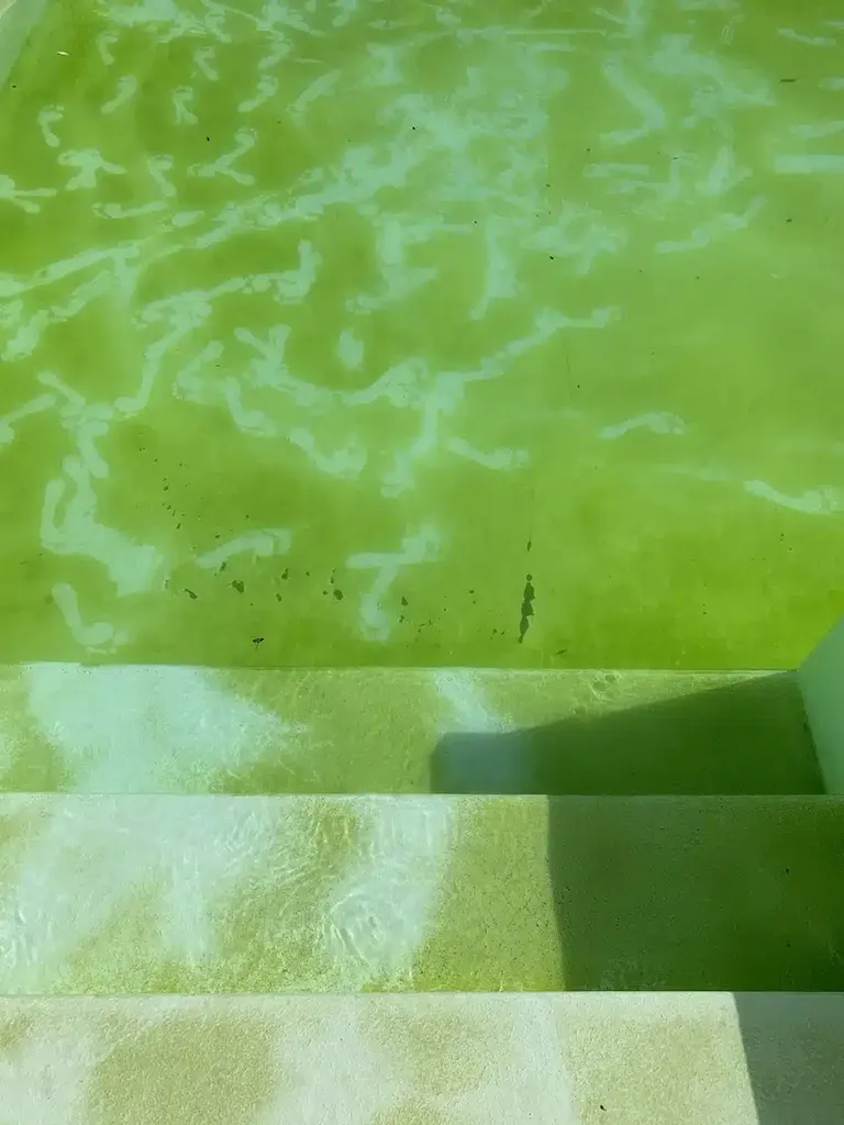 Présence d'algue moutarde dans l'eau de ma piscine à Cagnes sur mer dans les Alpes-Maritimes