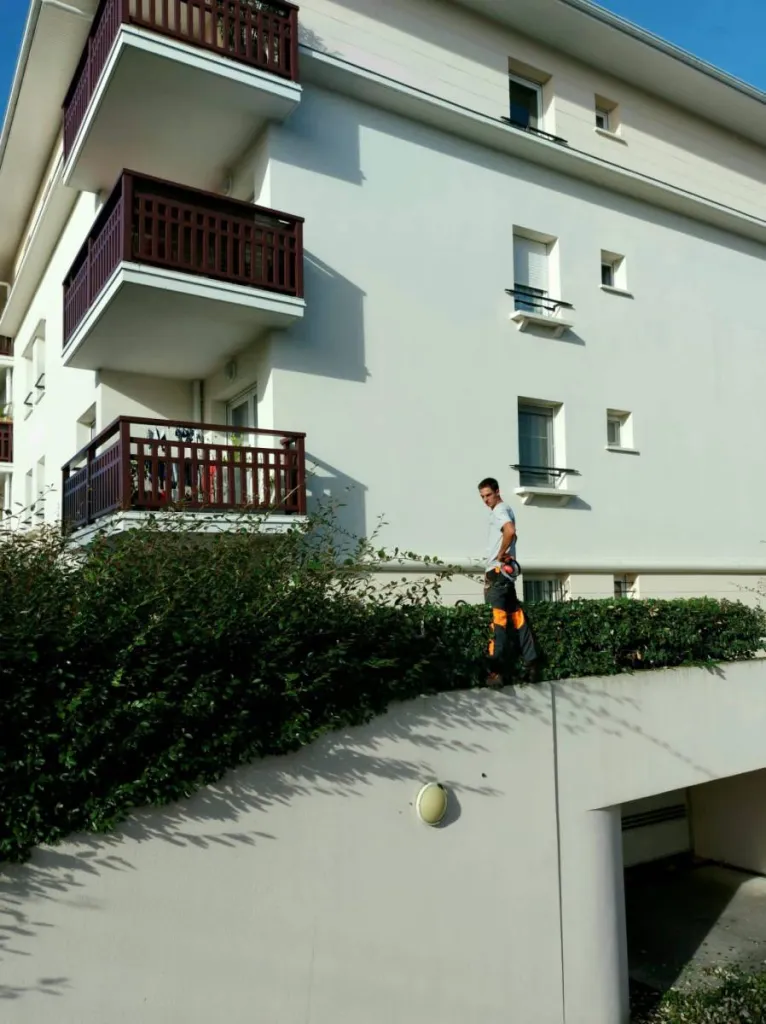 Taille d'une haie d'eleagnus à Bordeaux