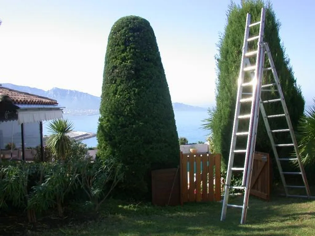 Taille de cyprès trets en taupière par jardinier qualifié