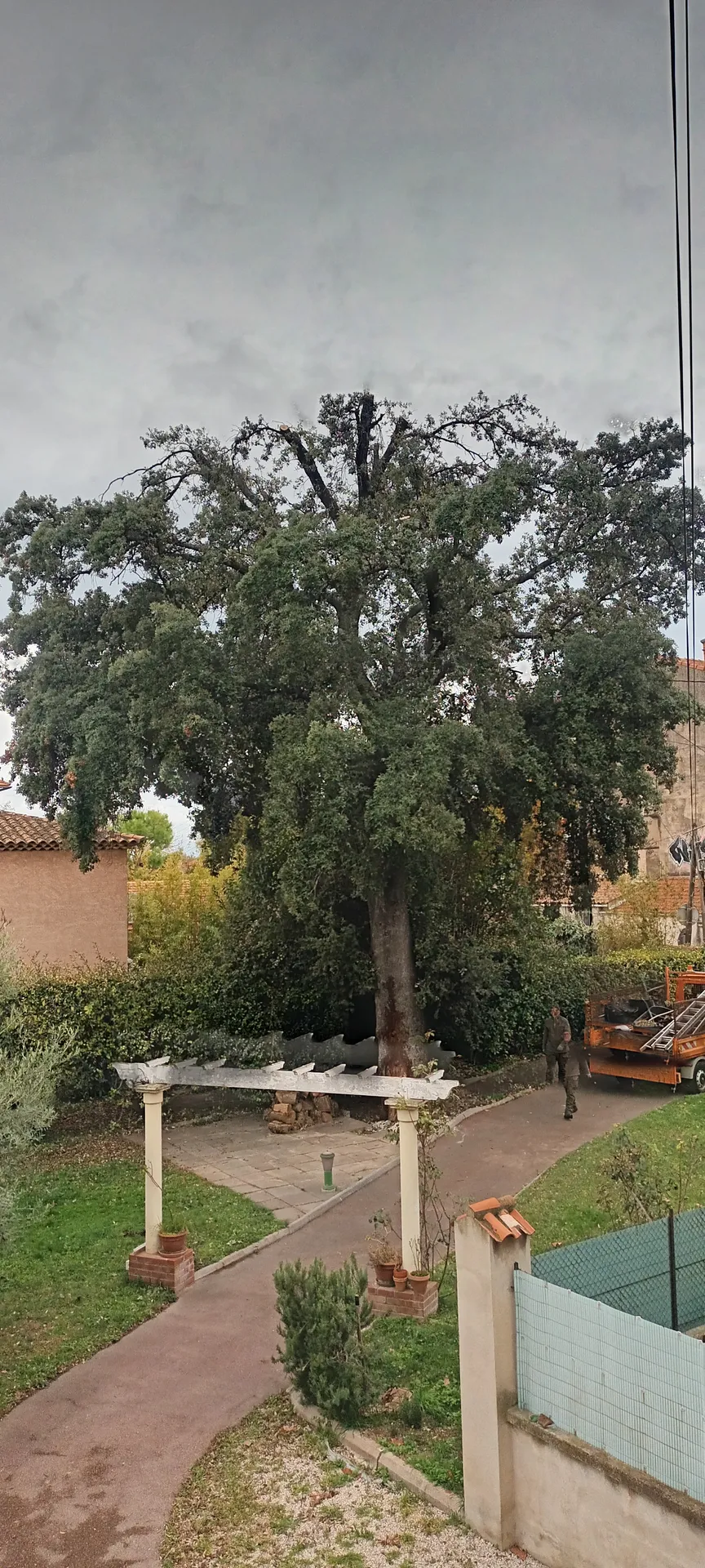 Etetage d'un gros chênes au redon 9ème. 