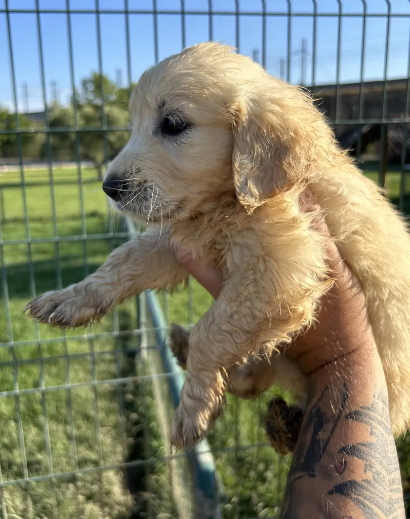 VENTE de Chiots GOLDEN RETRIEVER LOF MALES ET FEMELLES A L'ELEVAGE DU PALAIS DES PAPES AVIGNON PACA